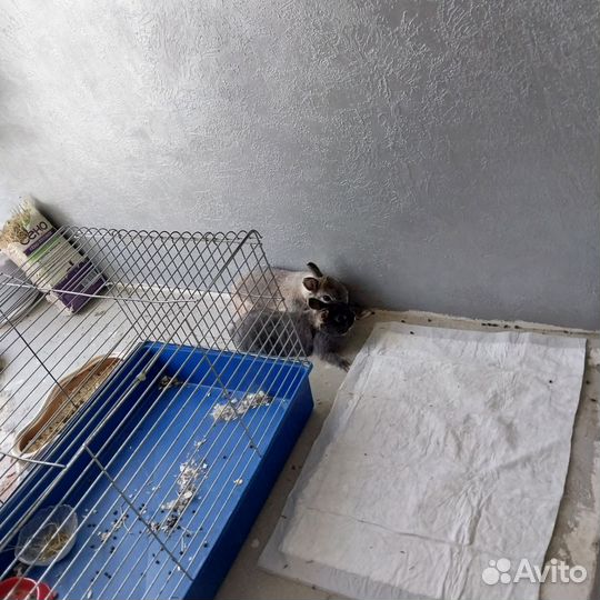 Вязка кролик