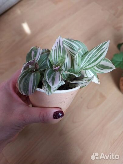 Комнатные растения