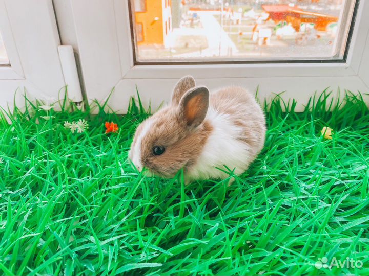 Карликовый кролик мини