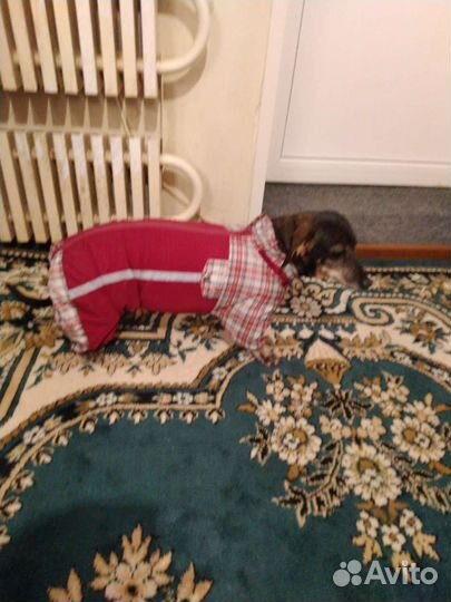 Комбинезон для таксы Г50*Дл30*Ш30