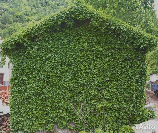 Семена винограда вичи