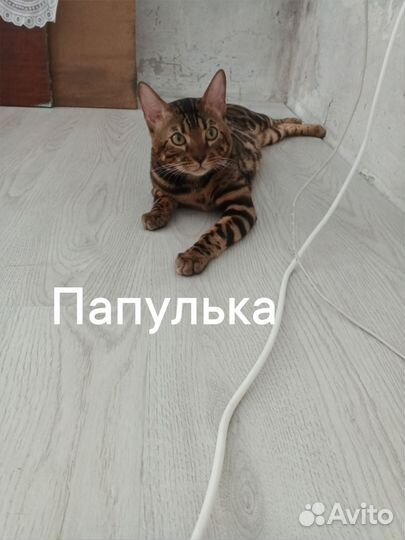 Бенгальские котята