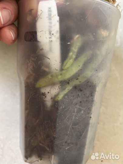 Орхидея фаленопсис KES08 Fuller’s Sunset