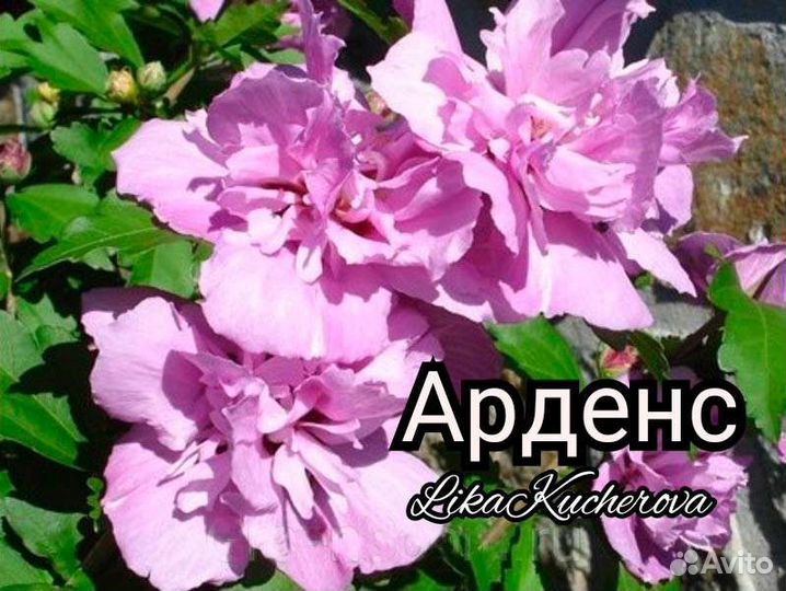 Гибискусы Сирийские махровые почта/сдек