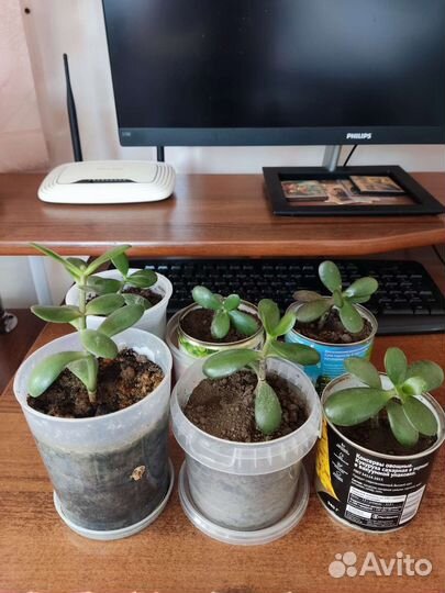 Толстянка крассула