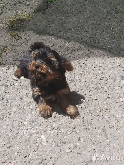 Щенки йорка