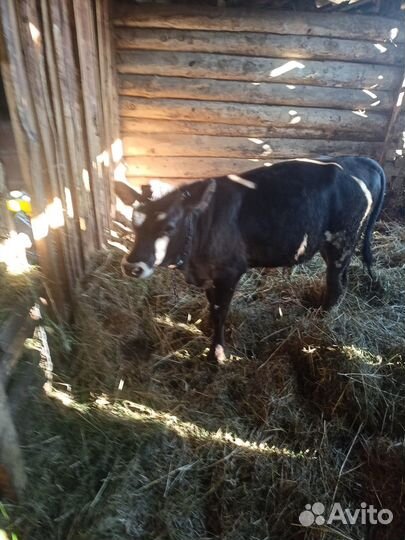 Бычок джерси