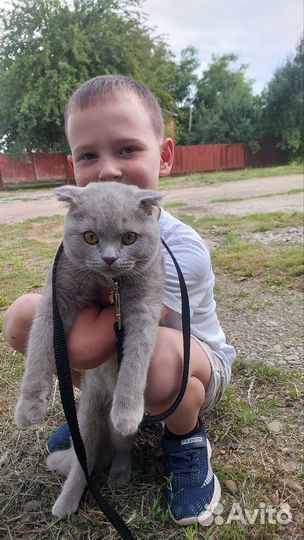 Ищу на вязку,британец вислоухий