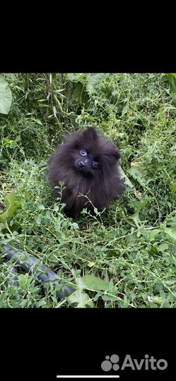 Девочка шпиц