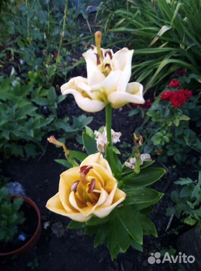 Лилии (саженцы)