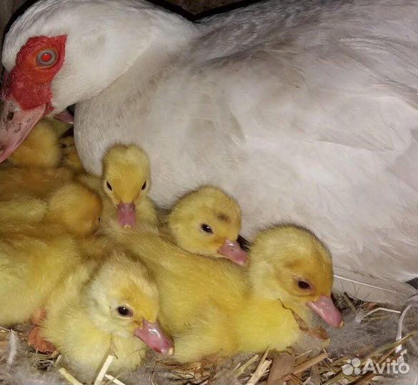 Индоутята крупных линий, Принимаю заявки на июнь