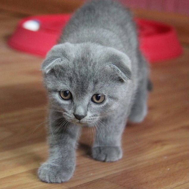 Шотландский вислоухий короткошёрстный котёнок