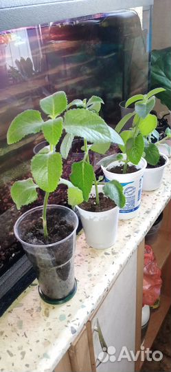 Домашние растения в добрые руки