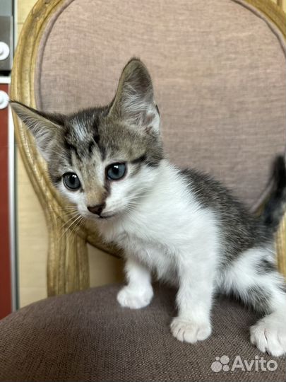 Котенок