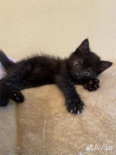 Машенька ищет дом