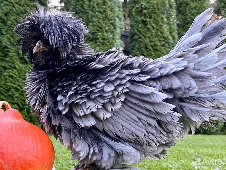 Китайские шелковые и падуаны