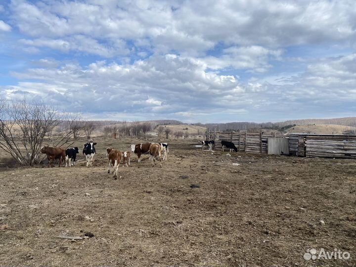 Коровы бычки телята