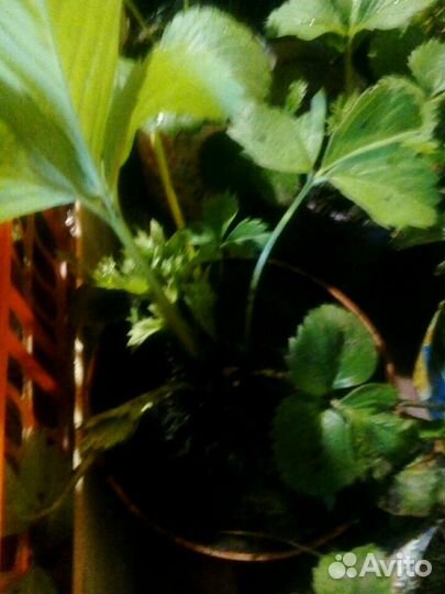 Виктория сорт альбион, Азия,Сирия