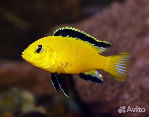 Рыбка Тернеция гло фиш