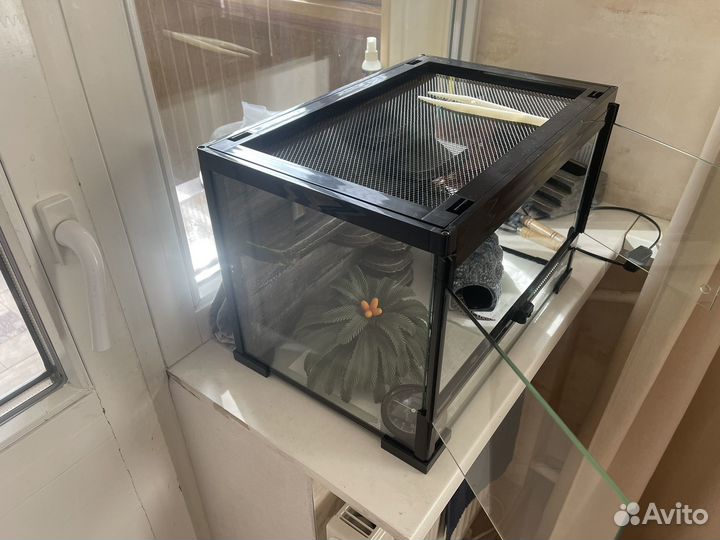 Эублефар самец