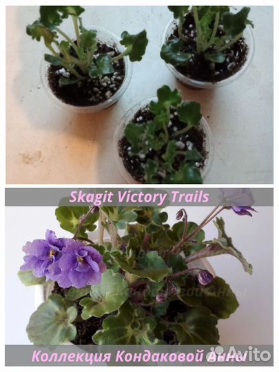 Фиалки сортовые трейлеры полу мини