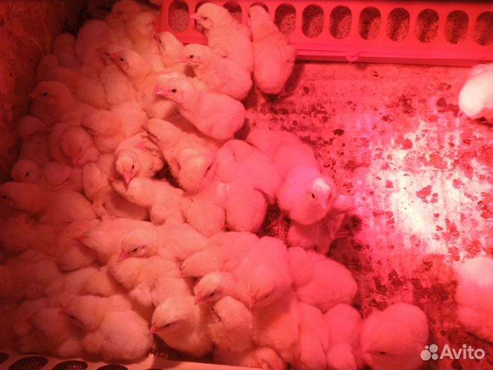 Бройлер коб 500