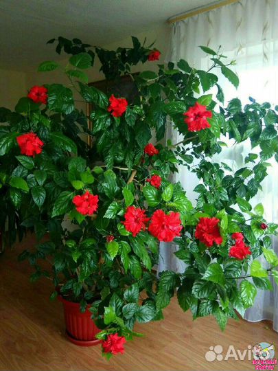 Китайская роза, фикус, мирт, папоротник