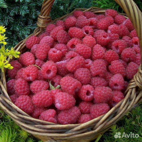 Саженцы малины