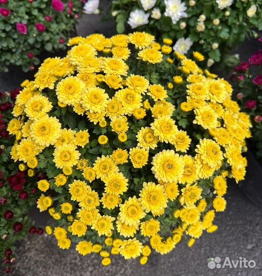 Хризантемы мультифлора Skyfall