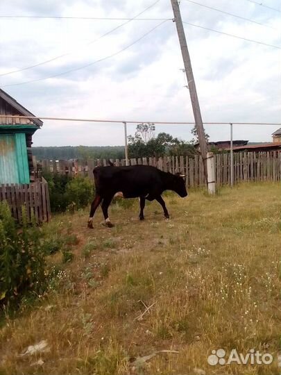 Корова высокоудойная
