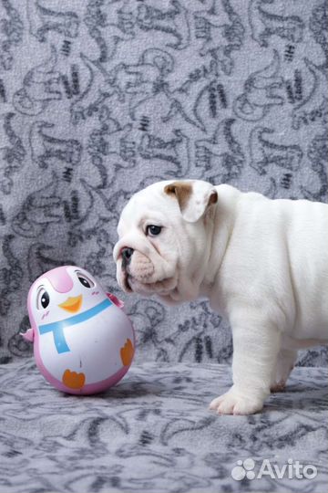 Английский бульдог