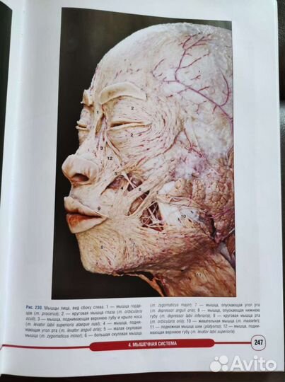 Атлас анатомии человека