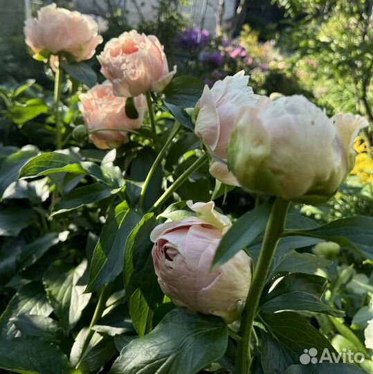 Пастелорама, Пастелеганс