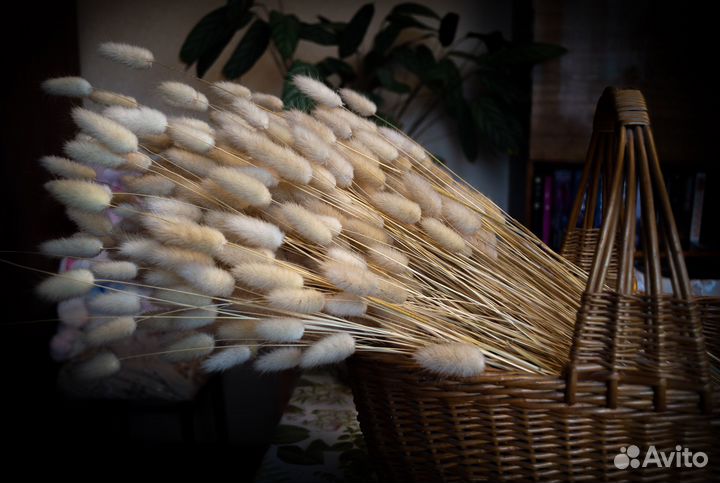 Сухоцветы лагурус (зайцехвост)