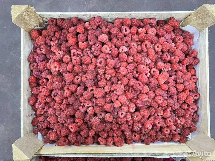 Черника Клубника Малина свежая из Киргизии