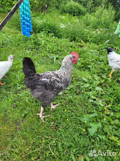 Молодые петушки