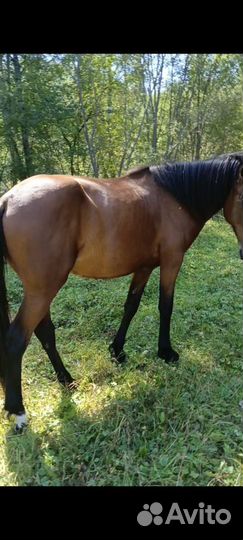 Конь, помесь будёновской