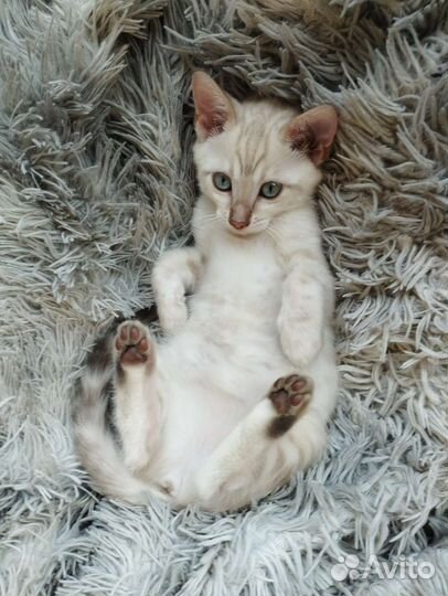 Бенгальская кошка