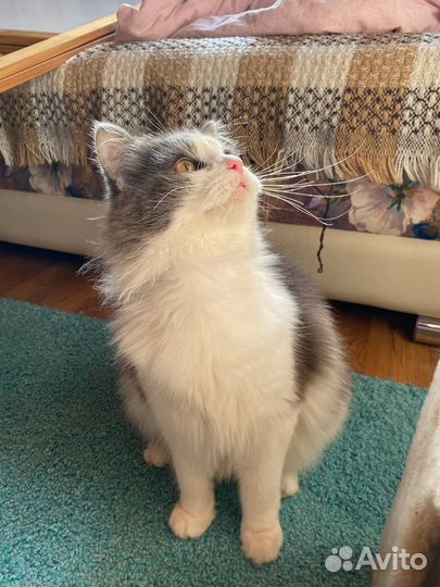 Котенок подросток в добрые руки