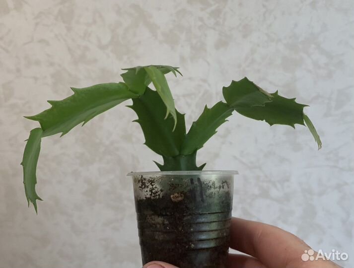 Шлюмбергера