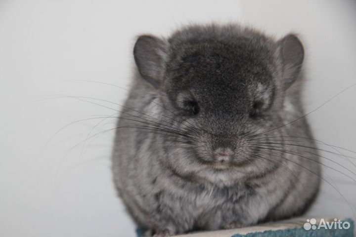 Шиншилла Ангора эбони и гомобежевая девочки