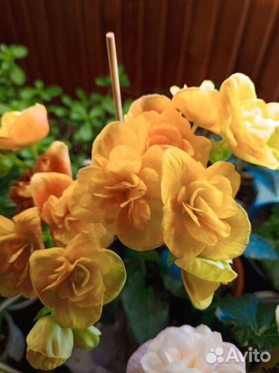 Комнатные цветы