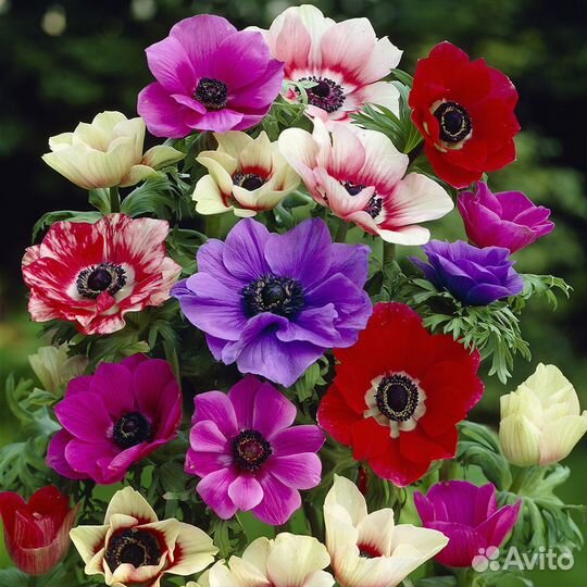 Анемона ассорти расцветок и др цветы на посадку