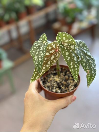 Бегония Макулата