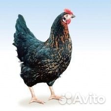 Инкубационное яйцо несушки и цветного бройлера