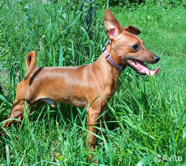 Цвергпинчер