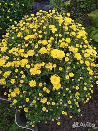 Хризантема