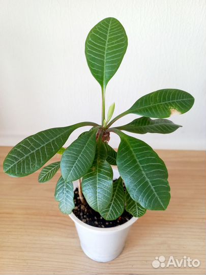 Молочай эуфорбия