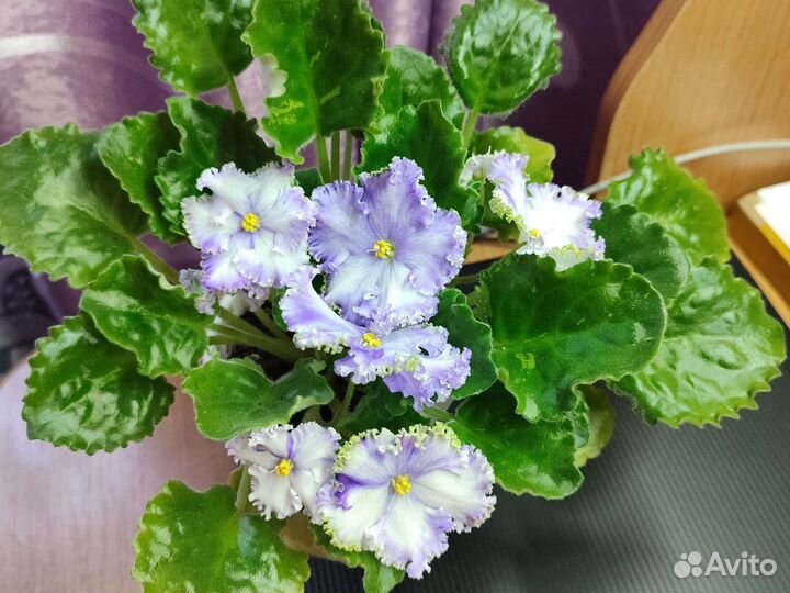 Фиалки взрослые растения
