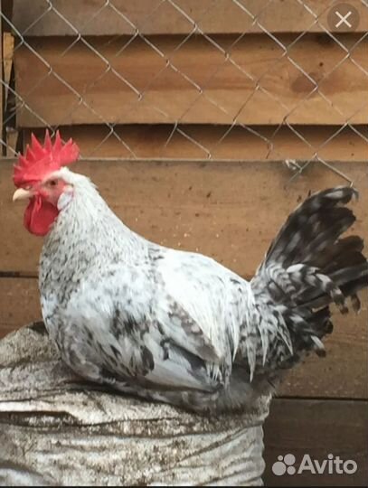 Молодые петухи